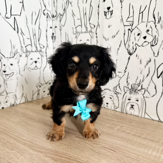 Bruno - Available Now