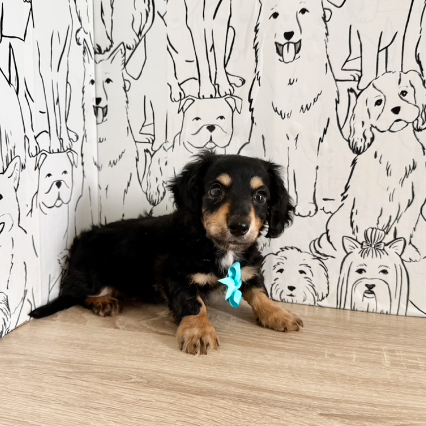 Bruno - Available Now