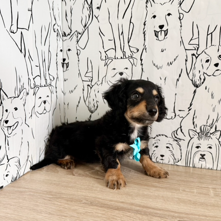 Bruno - Available Now