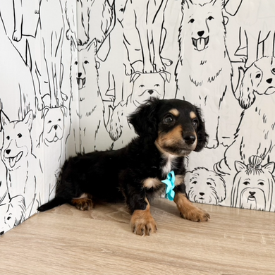 Bruno - Available Now