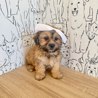Callie - Available Now
