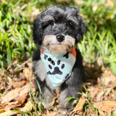 Oscar *PRE-TRAINED* - Available 11/9