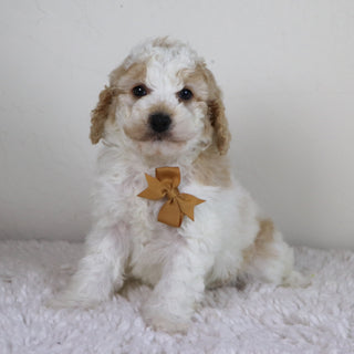 Sebastians - Available 10/29