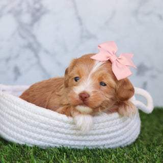 Selena - Available 6/4