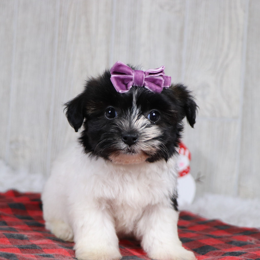 Selina - Available 12/31