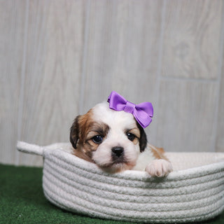 Seneca - Available 5/6