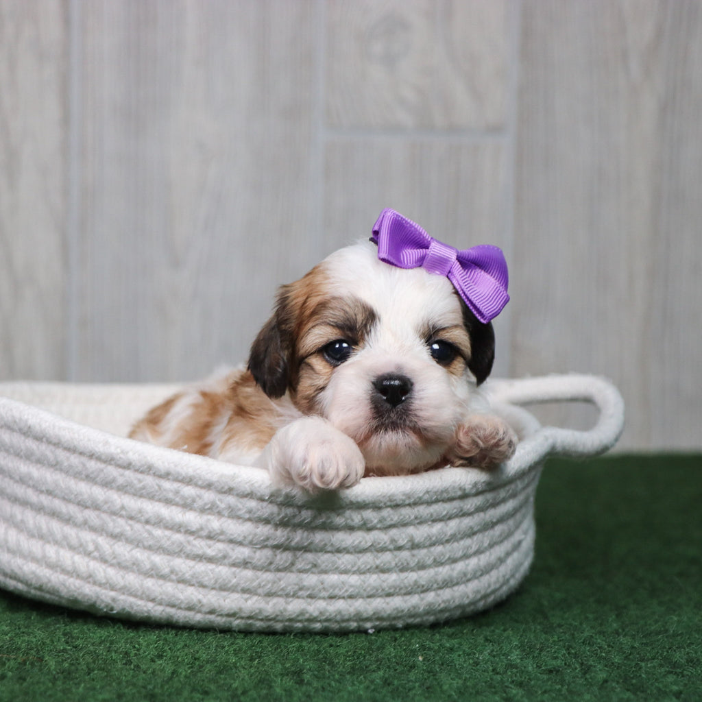 Seneca - Available 5/6