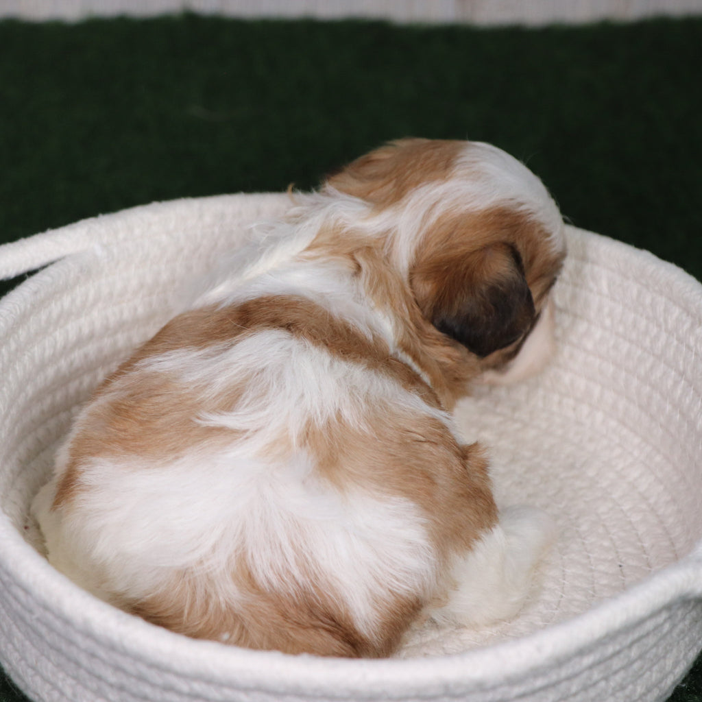 Seneca - Available 5/6