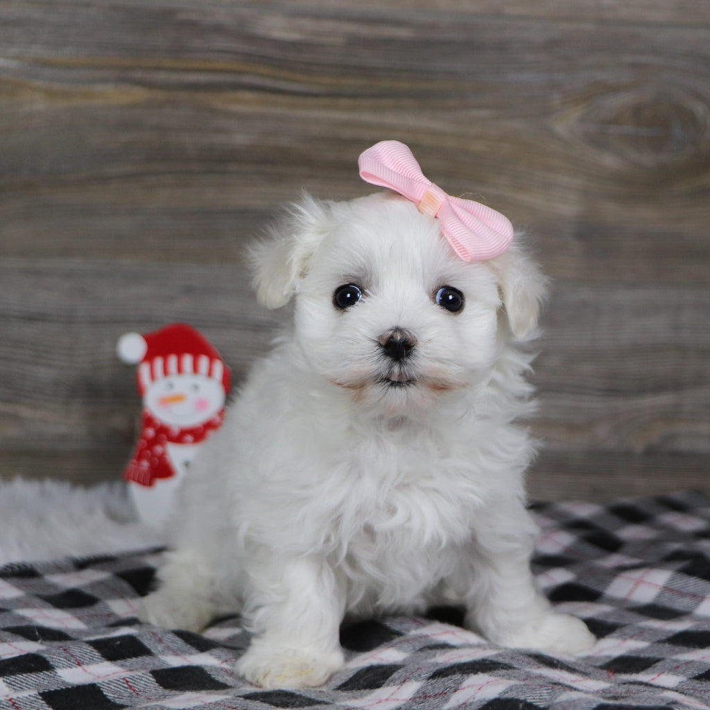 Sennet - Available 1/8