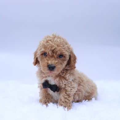 Seth - Available 9/10