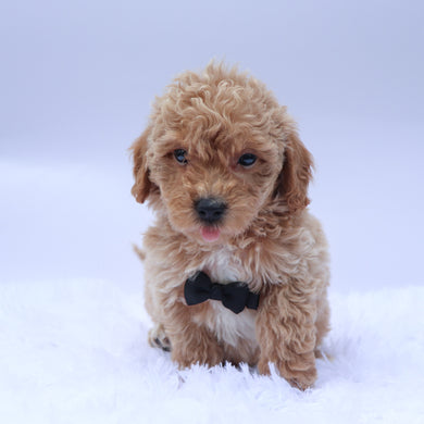 Seth - Available 9/10