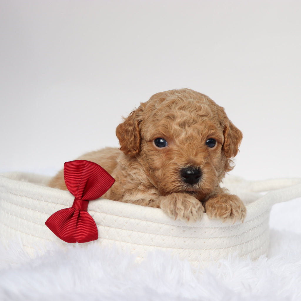 Seth - Available 9/10