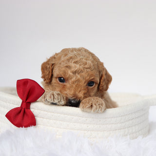 Seth - Available 9/10