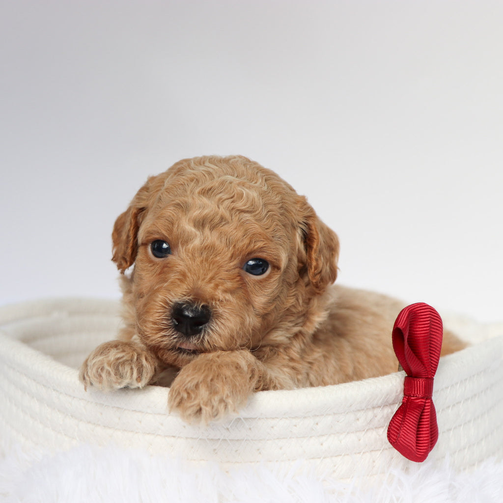 Seth - Available 9/10