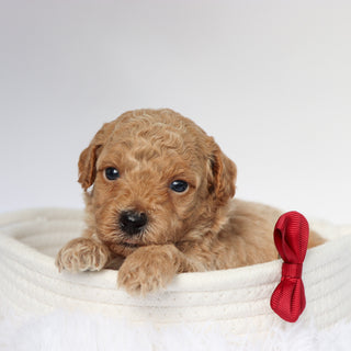 Seth - Available 9/10