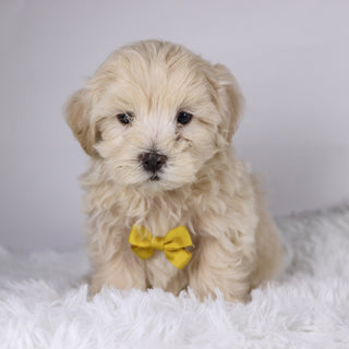 Shane - Available 11/26