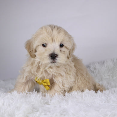 Shane - Available 11/26