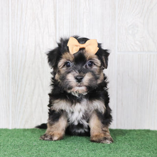 Sharla - Available 5/14