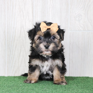 Sharla - Available 5/14