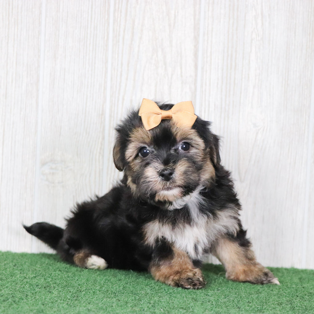 Sharla - Available 5/14
