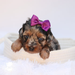 Sharla - Available 8/27