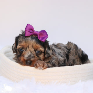 Sharla - Available 8/27