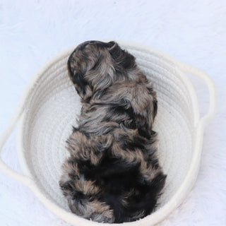 Sharla - Available 8/27