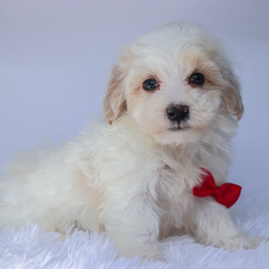 Shaun - Available 9/10
