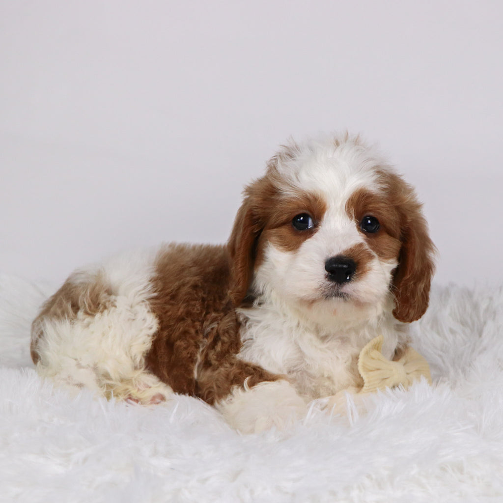 Shaw - available 11/19