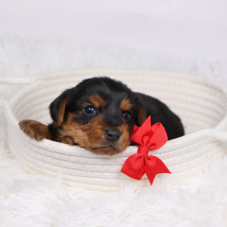 Shay - Available 12/17