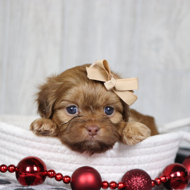 Sheba - Available 1/14