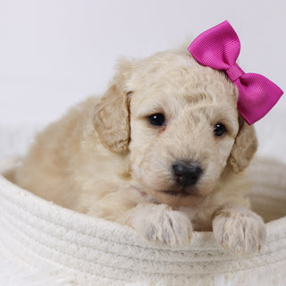 Sheila - Available 11/25