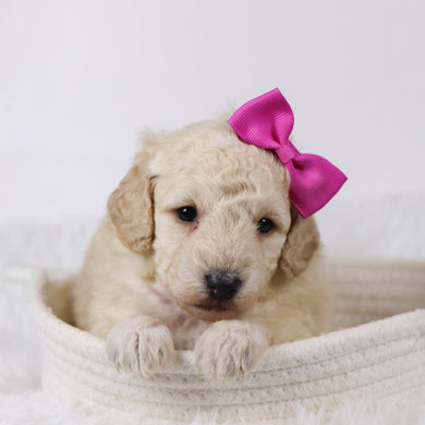 Sheila - Available 11/25