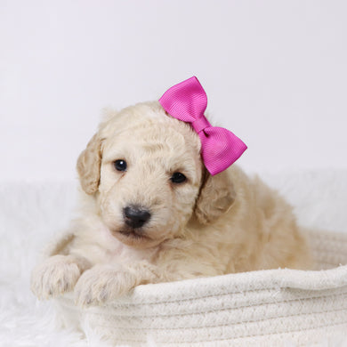 Sheila - Available 11/25