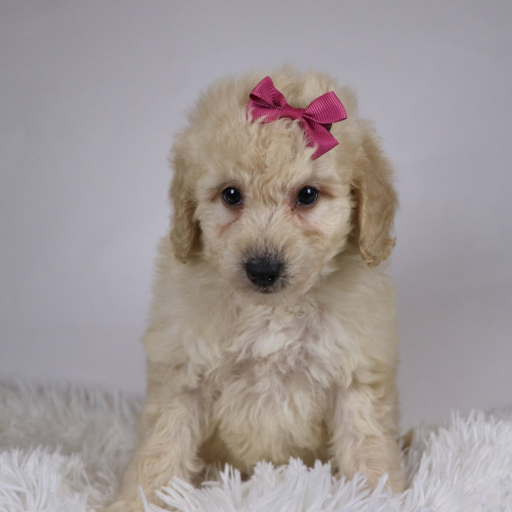 Sheila - Available 11/26