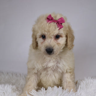 Sheila - Available 11/26