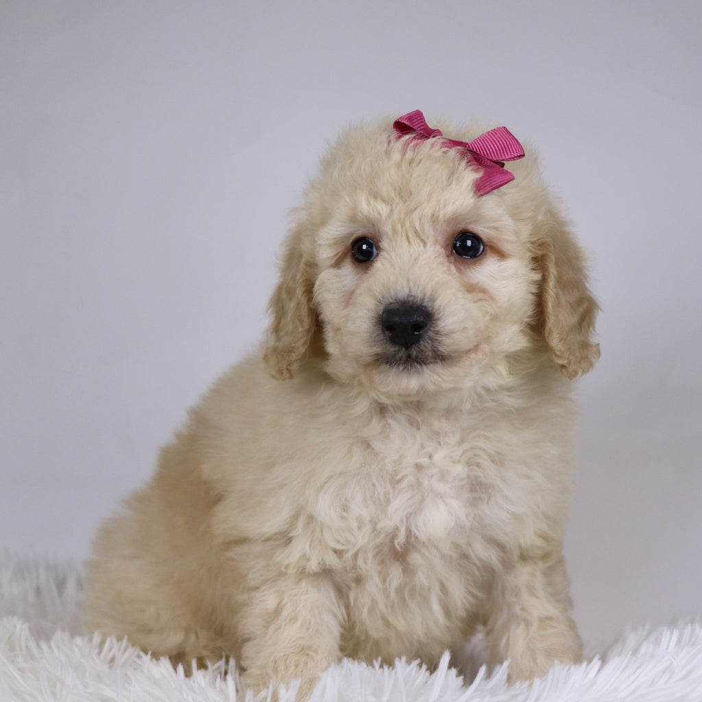 Sheila - Available 11/26