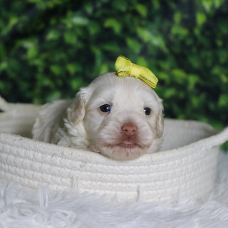 Shelley - Available 12/31