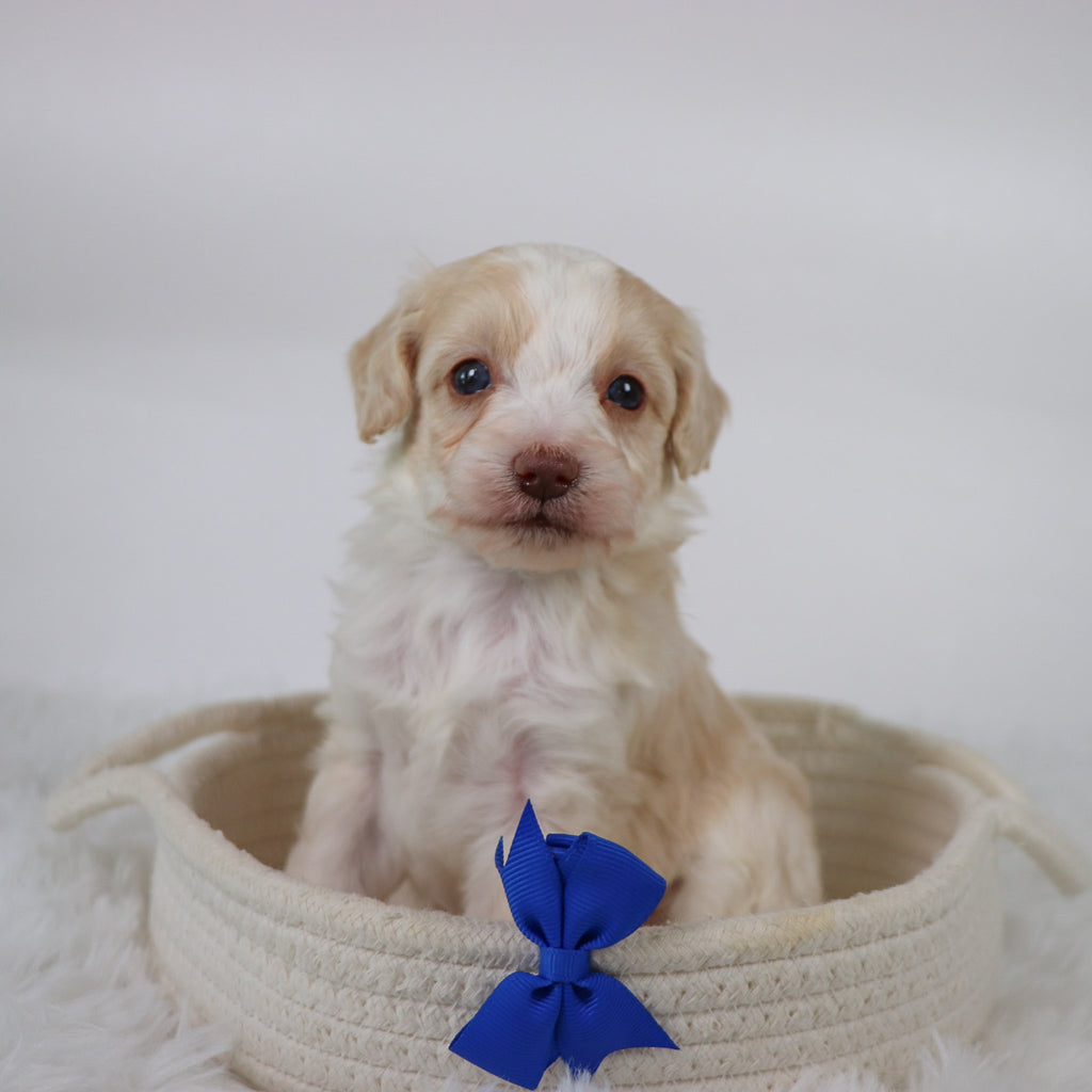 Shelton - Available 11/5