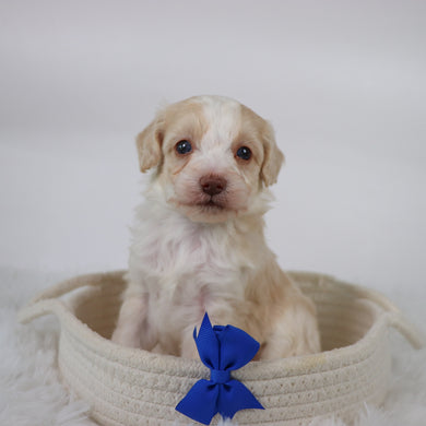Shelton - Available 11/5