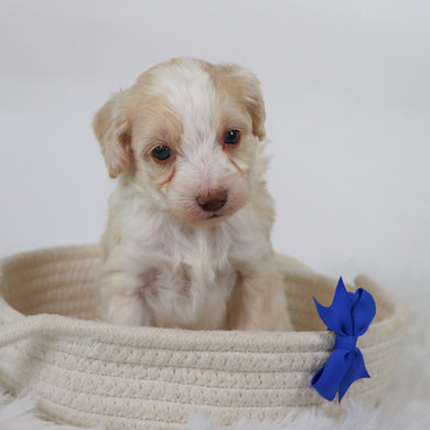 Shelton - Available 11/5