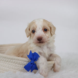 Shelton - Available 11/5