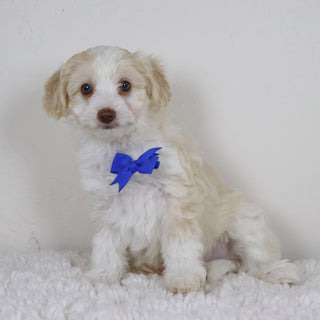 Shelton - Available 11/5