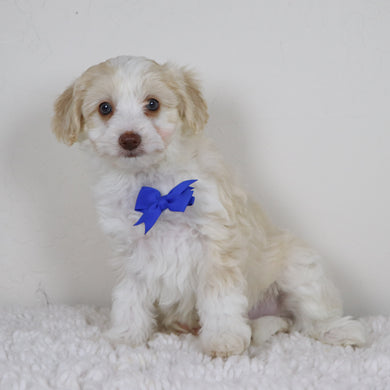 Shelton - Available 11/5