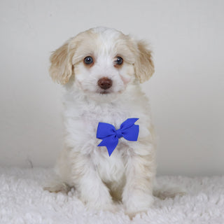 Shelton - Available 11/5