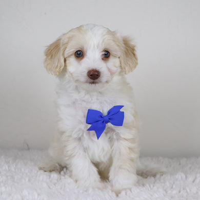 Shelton - Available 11/5