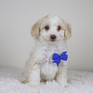 Shelton - Available 11/5