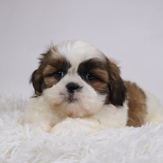 Sherlock - Available 11/26