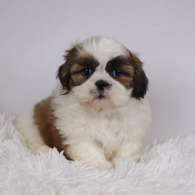 Sherlock - Available 11/26