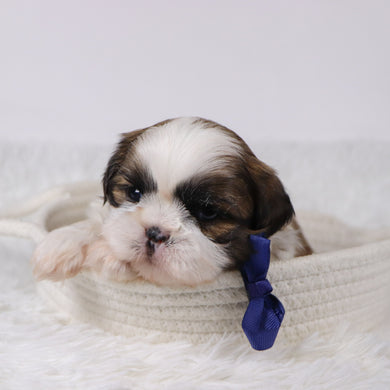 Sherlock - Available 11/25